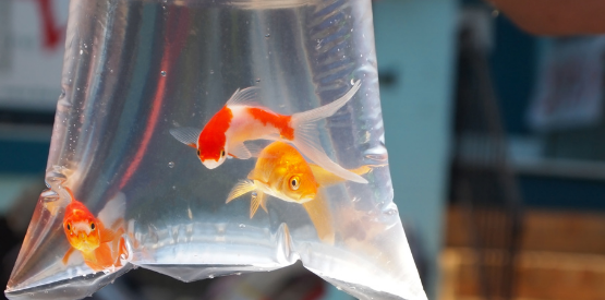 Methods to Bagging & Transporting Fish from Store to Home