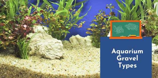 Fish Learning Fridays | Aquarium Gravel Types