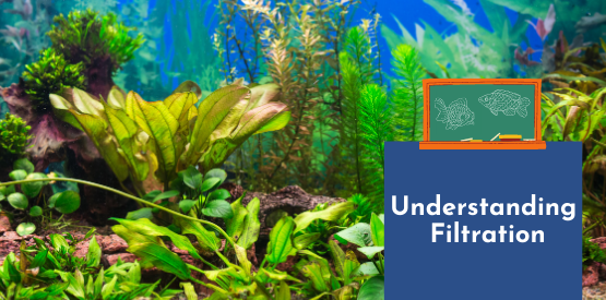 Fish Learning Fridays | Understanding Filtration