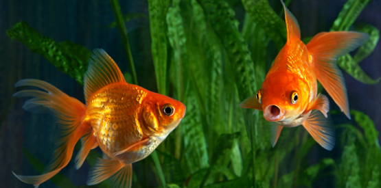 Spotlight Fish: Goldfish