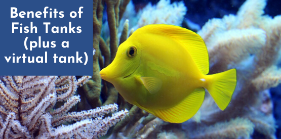 Fish Learning Fridays | Benefits of Fish Tanks